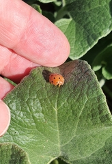 Henosepilachna argus