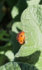 Henosepilachna argus