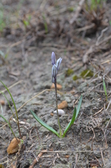 Fessia puschkinioides
