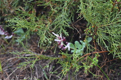 Corydalis ledebouriana