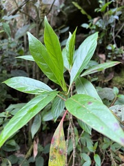 Cinchona lancifolia