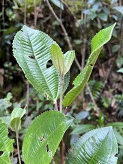 Axinaea macrophylla