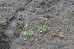 Corydalis ledebouriana