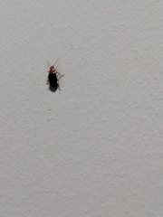 Coleoptera