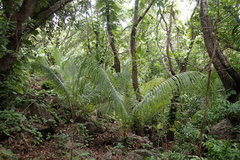 Nephrosperma vanhoutteanum