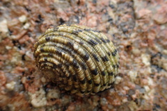 Nerita textilis
