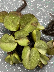 Salvinia auriculata