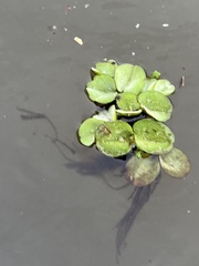 Salvinia auriculata