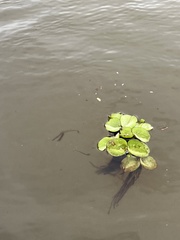 Salvinia auriculata