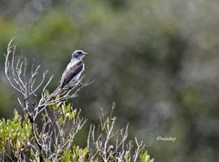 Muscipipra vetula