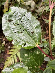 Axinaea macrophylla