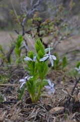 Vinca erecta