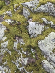 Bryophyta
