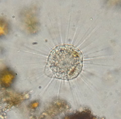 Actinophryidae