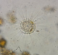 Actinophryidae