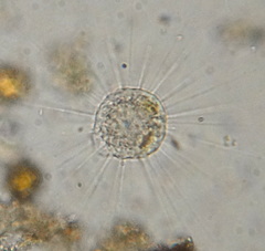 Actinophryidae