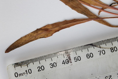 Taraxacum zealandicum