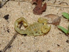 Parabuthus kuanyamarum