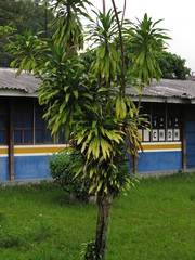Dracaena fragrans