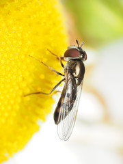Platycheirus obscurus