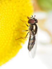 Platycheirus obscurus
