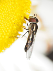 Platycheirus obscurus
