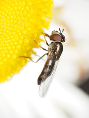 Platycheirus obscurus