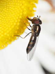 Platycheirus obscurus