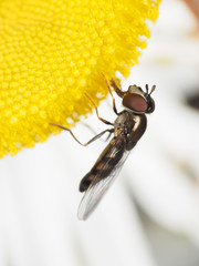 Platycheirus obscurus