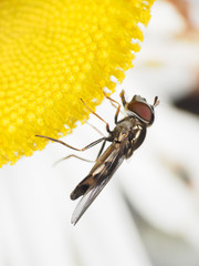 Platycheirus obscurus