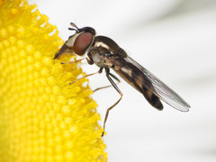 Platycheirus obscurus