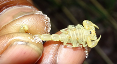 Parabuthus kuanyamarum