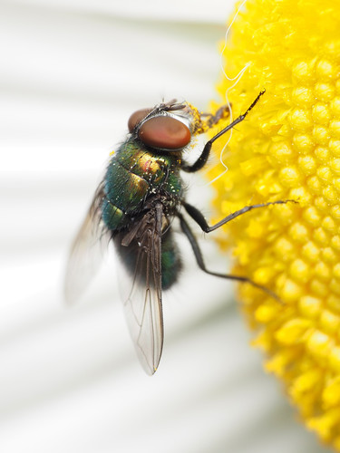 Illustrious Greenbottle Fly photo 4