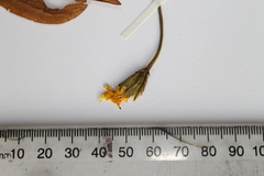 Taraxacum zealandicum
