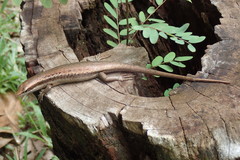 Trachylepis sechellensis