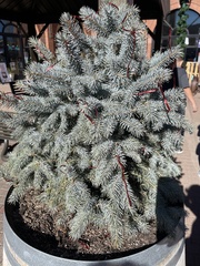 Picea pungens