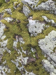 Bryophyta