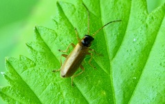 Rhagonycha testacea