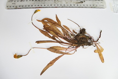 Taraxacum zealandicum