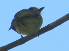 Myiornis auricularis