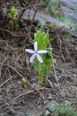 Vinca erecta