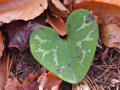 Hexastylis virginica