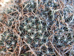 Escobaria missouriensis