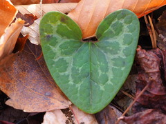 Hexastylis virginica