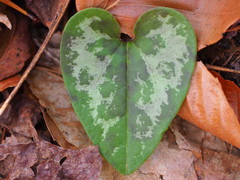 Hexastylis virginica