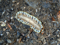Prostheceraeus floridanus