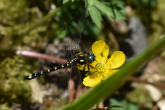 Gomphomacromia paradoxa