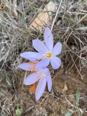 Crocus tournefortii