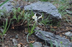Iris austrotschatkalica