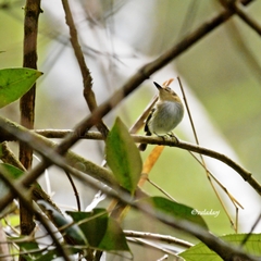 Poecilotriccus plumbeiceps